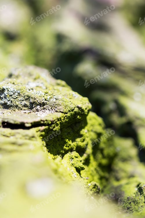 Preview: Abstract Composition With Green Moss On Tree Bark - Texture And Background With Very Soft Focus