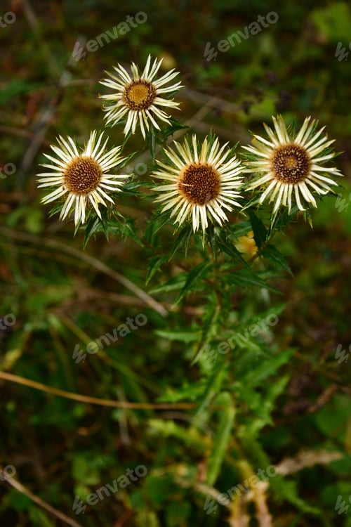 Preview: Carline Thistle (Carlina Vulgaris) In Natural Habitat