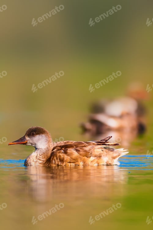 Preview: Swimming Duck. Water Background.