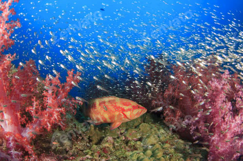 Preview: Beautiful Coral Reef With Tropical Fish