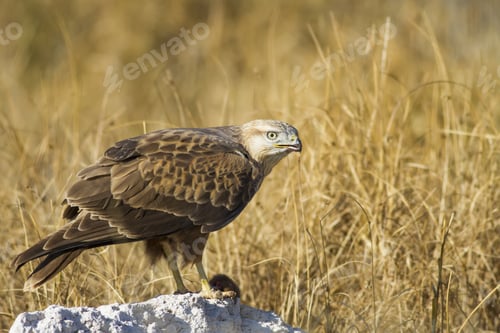 Preview: Bird Of Prey And Its Hunt. Yellow Nature Background. Bird: Long Legged Buzzard. Buteo Rufinus
