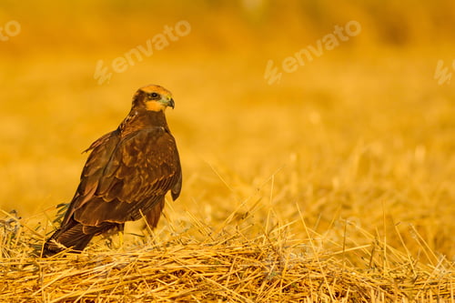 Preview: Wild Bird. Yellow Nature Background. Bird: Western Marsh Harrier. Circus Aeruginosus.
