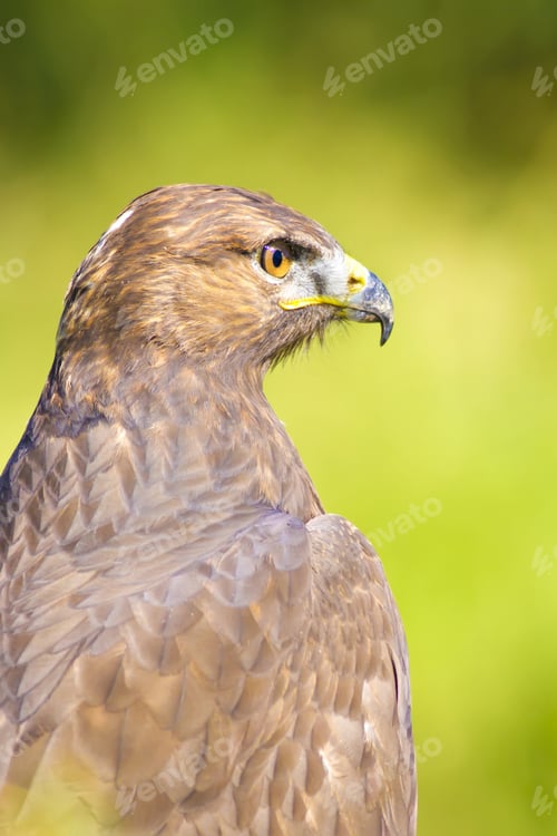 Preview: Bird Of Prey. Buzzard Portrait. Green Nature Background.