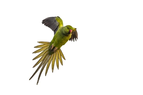 Preview: Isolated Bird On White Background. Green Parrot.