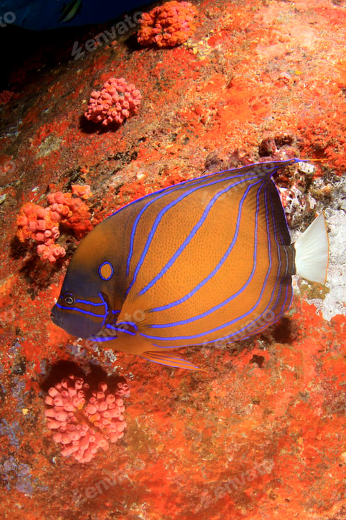 Preview: Blue Ringed Angelfish