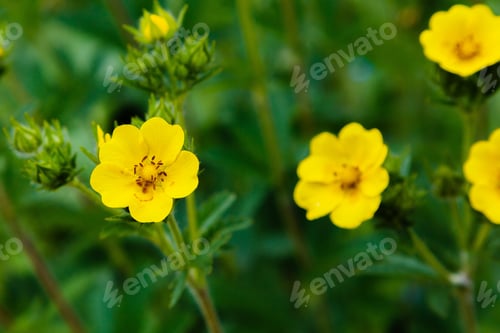 Preview: Yellow Flowers Of The Potentílla Erecta In Garden. Medicinal Plants In The Garden