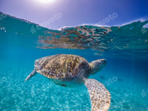 Preview: Swimming With Fish And Turtles Views Around The Small Caribbean Island Of Curacao