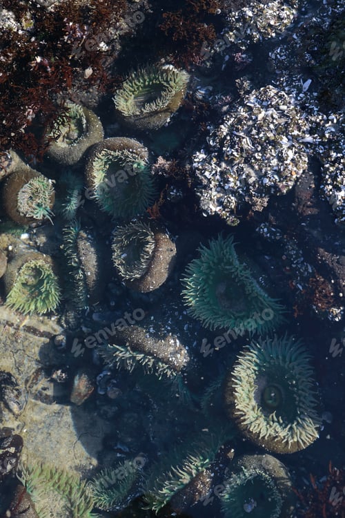 Preview: A Tidal Pool Filled With Sea Anemones And Mussels On The West Coast Oregon Usa