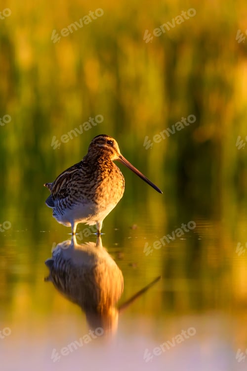 Preview: Wonderful Light And Bird Nature. Nature Background. Bird: Common Snipe. Gallinago Gallinago.