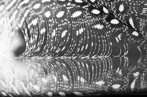 Preview: Guinea Hen Feather With Dark Background