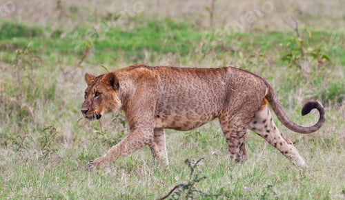 Preview: Young African Lion In The Lake Nakuru National Park, Kenya