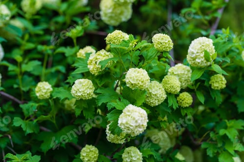 Preview: Blooming Hydrangea (Hortensia) Macrophylla In Natural Habitat, Armenia