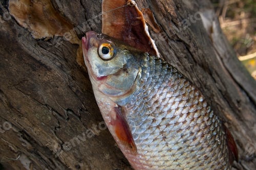 Preview: Freshwater Fish Just Taken From The Water. Several Roach Fish On Green Grass. Catching Fish