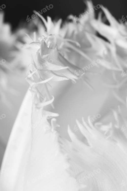 Preview: White, Beautiful Tulip With Details On Black Background
