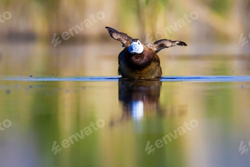 Preview: Swimming Duck. Colorful Nature Background. Bird: White Headed Duck. Oxyura Leucocephala. Ankara