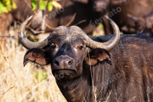 Preview: African Buffalo In Kruger National Park, South Africa