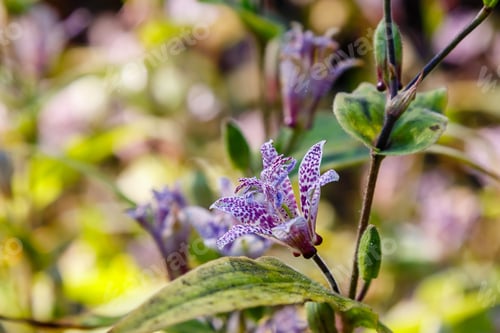 Preview: Toad Lily (Tricyrtis Hirta). Known Also As Hairy Toad Lily. Another Scientific Name Is Tricyrtis