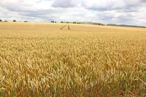 Preview: Ripe Wheat Field In Summer