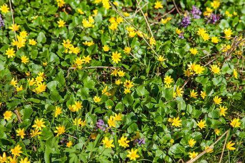 Preview: Close Up View Of Marsh Marigold Known As Caltha Palustris In Yellow Growing On Wet Woodland At