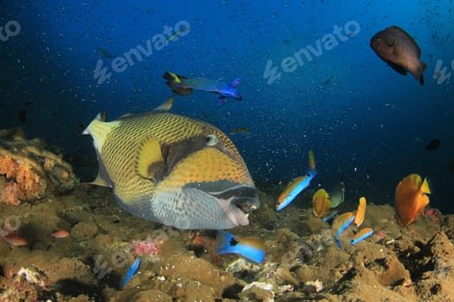 Preview: Titan Triggerfish
