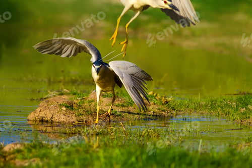 Preview: Heron. Black Crowned Night Heron. Nycticorax Nycticorax