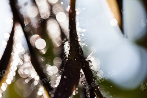 Preview: Abstract, Macro Composition With Leaves And Water Drops