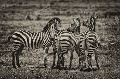 Preview: Vintage Style Black And White Image Of Zebras In The Serengeti National Park, Tanzania