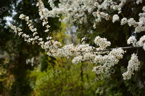 Preview: Plum Blossoms
