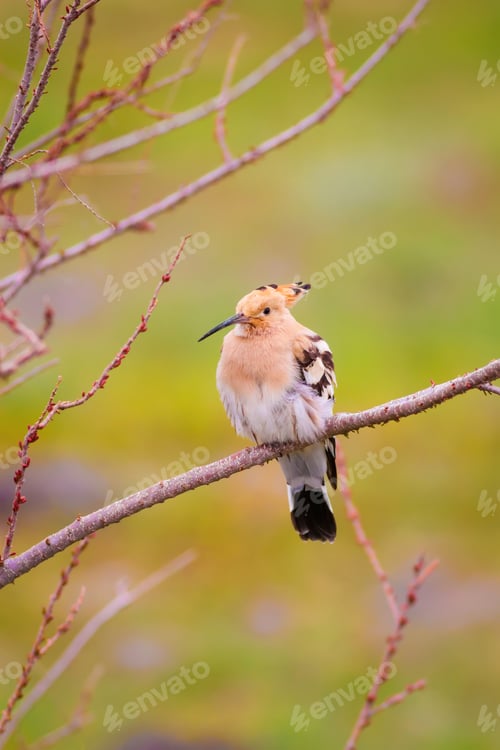 Preview: Cute Bird Hoopoe. Eurasian Hoopoe / Upupa Epops