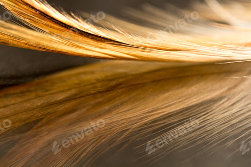 Preview: Colorful Rooster Feather With Details And Reflexions