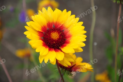 Preview: Gaillardia (Blanket Flower) In Bloom