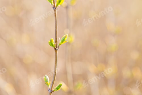 Preview: Young Spring Twigs With Growing Small Leaves. Spring Macro.