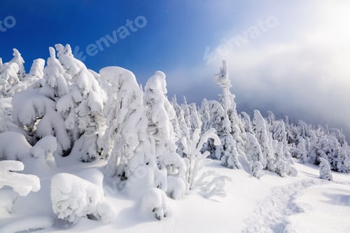 Preview: On A Frosty Beautiful Day Among High Mountains And Peaks Are Magical Trees Covered With White