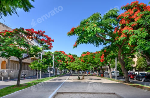 Preview: Poinciana Trees Blooming At Boulevard Rothschild In Tel Aviv.