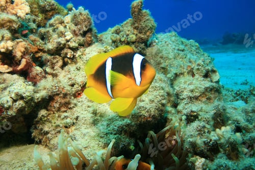 Preview: Red Sea Anemonefish
