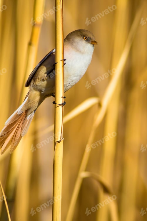 Preview: Cute Bird On Yellow Reed. Yellow Reeds Background. Bearded Reedling / Panurus Biarmicus