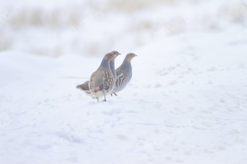 Preview: Winter And Partridges. White Snow Background. Bird: Grey Partridge. Perdix Perdix.