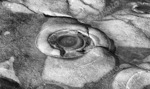 Preview: Ammonite Fossils In The 'Ammonite'S Graveyard At Lyme Regis On Dorset'S Jurassic Coast. A High