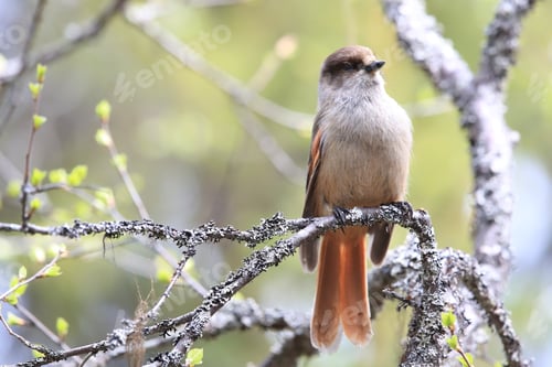 Siberian Jay Sweden