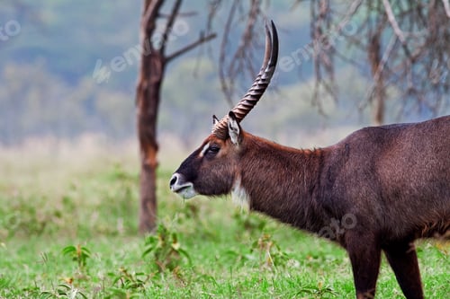 Preview: Male Waterbuck In Lake Nakuru National Park, Kenya