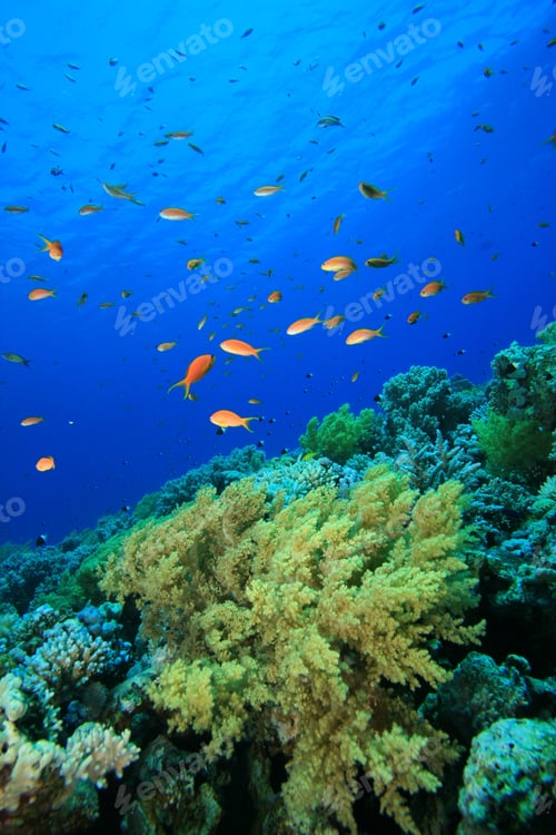 Preview: Fish And Coral