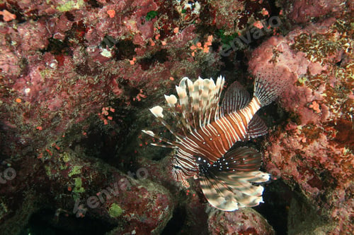 Preview: Lionfish (Pterois Miles)