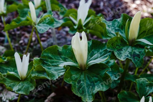 Preview: Trillium Flower In Spring Garden, Trillium Sessile, Sort Snow Queen