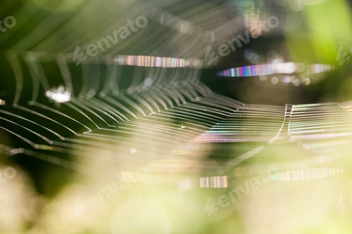 Preview: Abstract Composition With Spider Web Details And Natural Colors