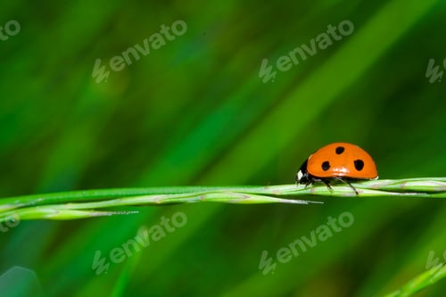 Preview: Close-Up Of A Ladybug On A Straw Over Green Blurred Background