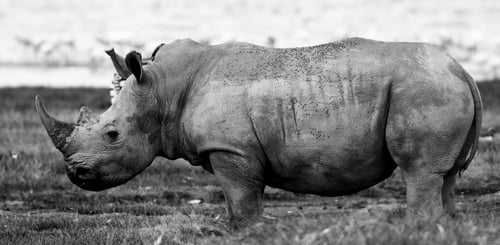 Preview: Rhinoceros In The Lake Nakuru National Park, Kenya