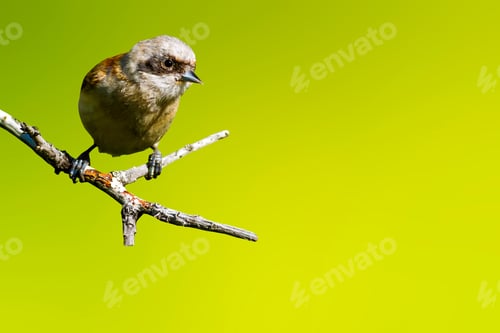 Preview: Cute Little Bird. Isolated Bird And Branch. Green Nature Background. Bird: Eurasian Penduline Tit