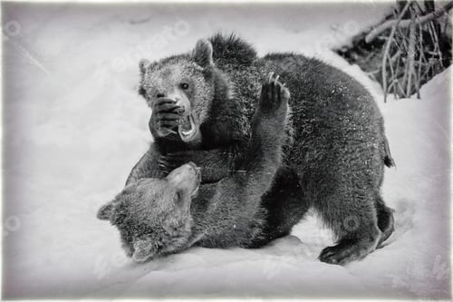 Preview: Vintage Style Image Of Two Young Brown Bears (Ursus Arctos) In Lake Clark National Park, Alaska, Usa