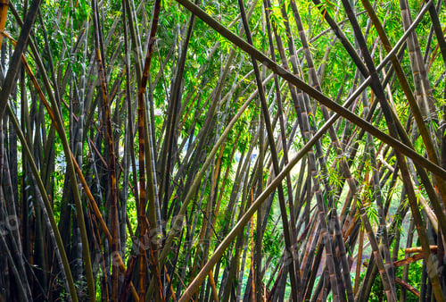 Preview: Growing Green Nature Bamboo Forest Background