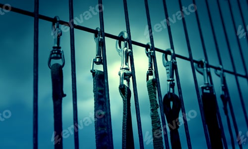 Preview: Straps To Walk Dogs Safely, Detail Of Objects To Walk Dogs